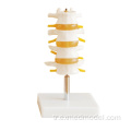 Lomber vertebra yapı modeli